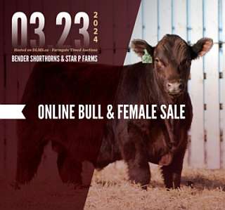 Bender Shortorns and Star P Farms online bull and female sale catalogue