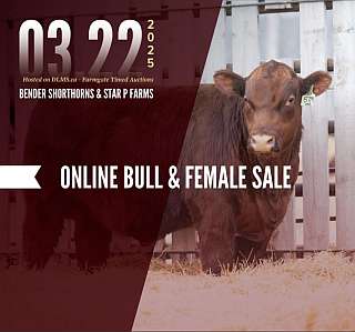 Bender Shortorns and Star P Farms online bull and female sale catalogue