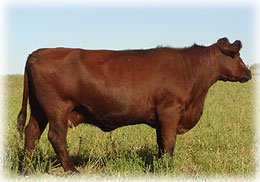 Glenford Goldie 13K - dam of Glenford Captain Pete 75P