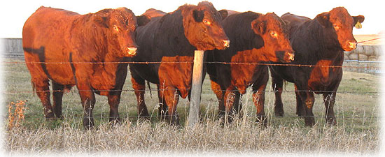 Bulls lined up at Bender Shorthorns