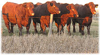 Line-up of bulls at Bender Shorthorns